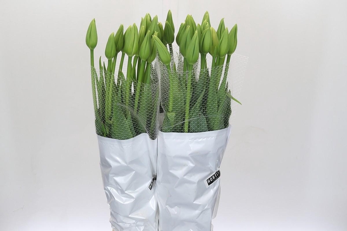 <h4>Tulipa (frans) En Maureen Xxl</h4>