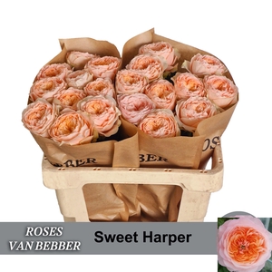 R GR SWEET HARPER!