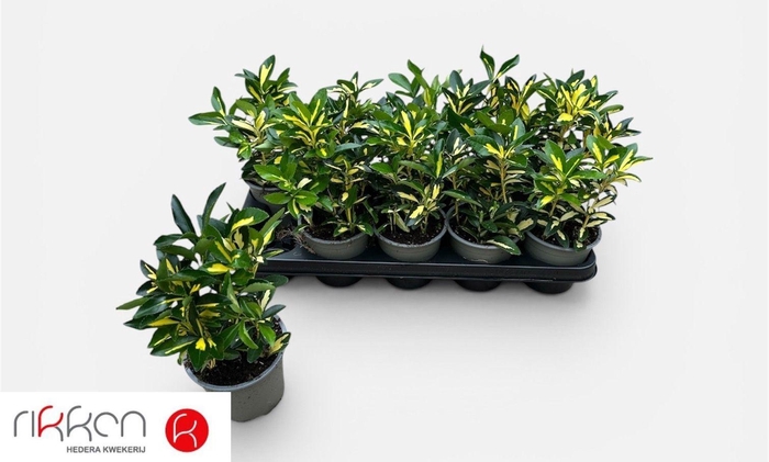 <h4>EUON JAP OV</h4>