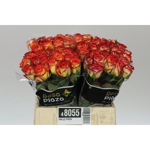 Rosa Gr Firefox