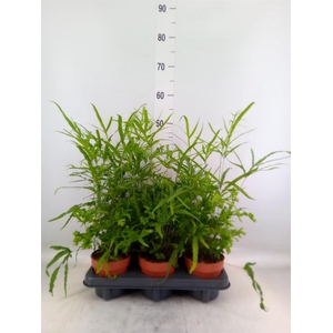 Pteris cretica 'Roeweri'