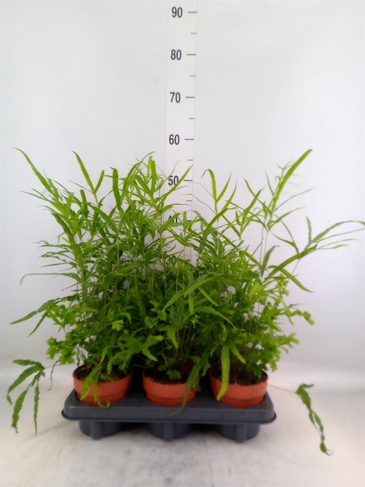 <h4>Pteris cretica 'Roeweri'</h4>