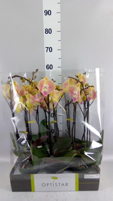 <h4>Phalaenopsis   ...orange</h4>