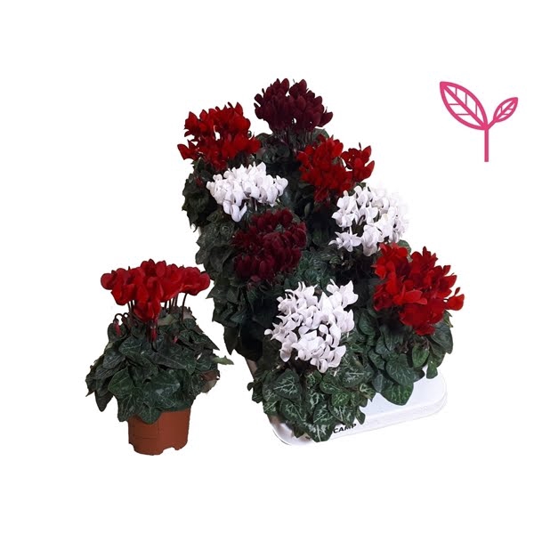 <h4>Cyclamen-KERST MIX 3 KLEUR</h4>