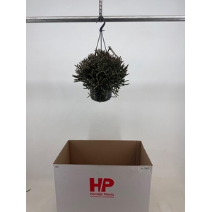 RHIPSALIS BURCHELLII