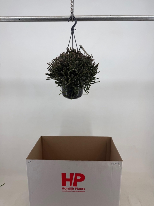 <h4>RHIPSALIS BURCHELLII</h4>