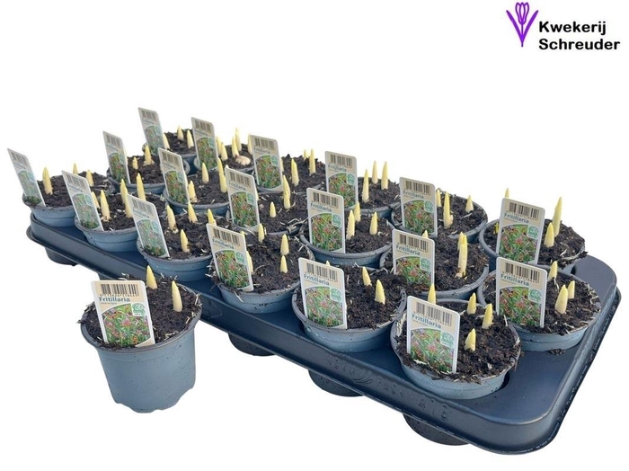 <h4>FRITILLARIA OV</h4>