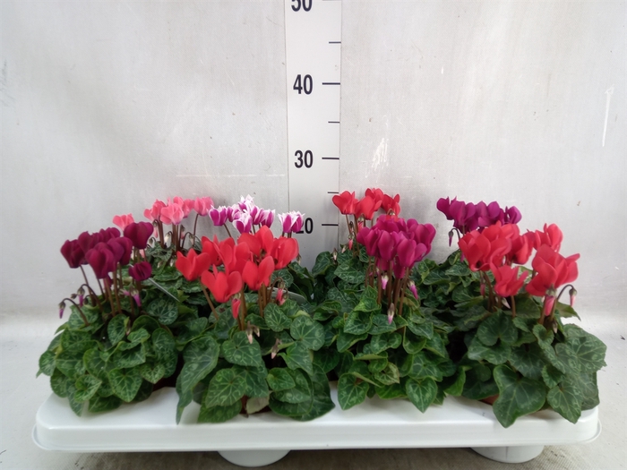 <h4>Cyclamen KL   ...patio</h4>