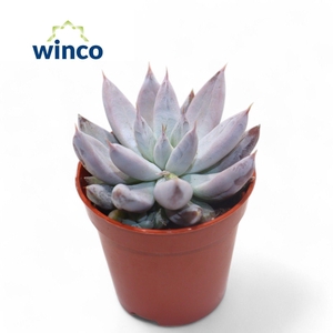 Echeveria Tolimanensis