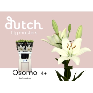 Li La Osorno 4+ Lily Master