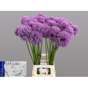 ALLIUM GLADIATOR