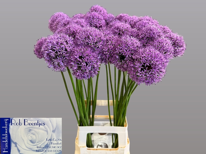 <h4>ALLIUM GLADIATOR</h4>