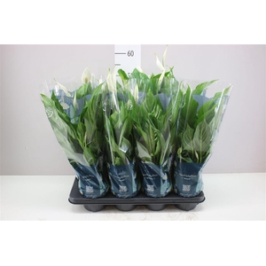 Spathiphyllum Strauss