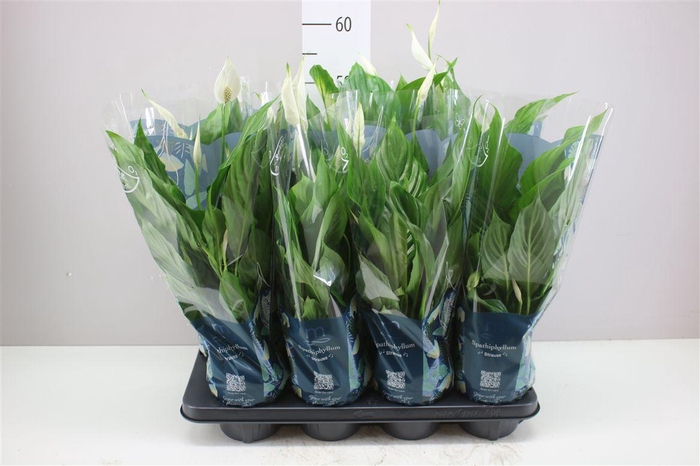 <h4>Spathiphyllum Strauss</h4>