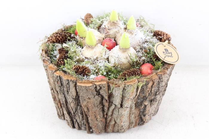 <h4>arr4 Hyacint PL - Boomschors rond XL</h4>