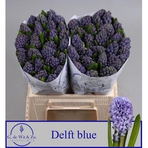 Hyac Delft Blue