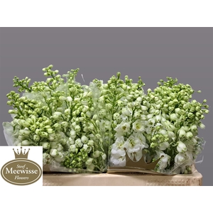 Delphinium Magic Fountains White