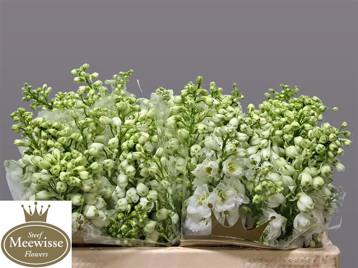 Delphinium Magic Fountains White