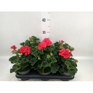 Pelargonium zona.   ...F1