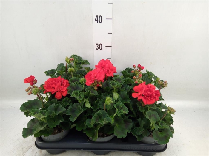 <h4>Pelargonium zona.   ...F1</h4>