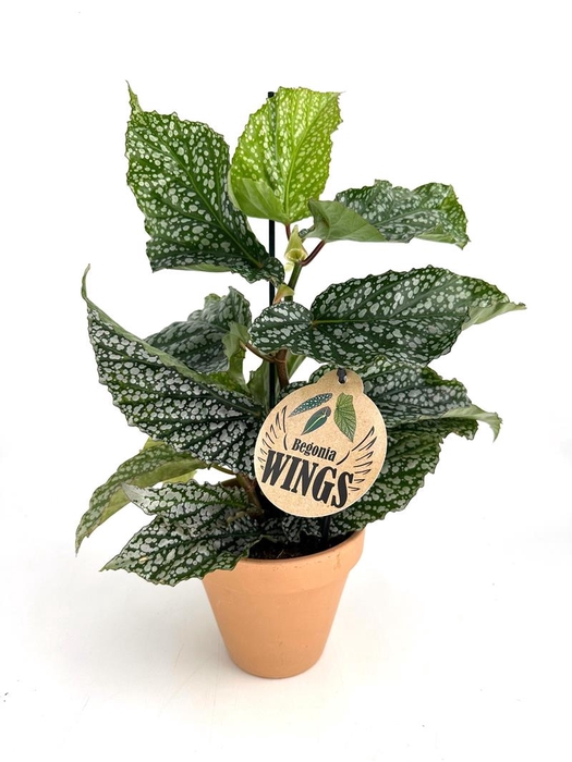 BEGONIA MACULATA P13,5