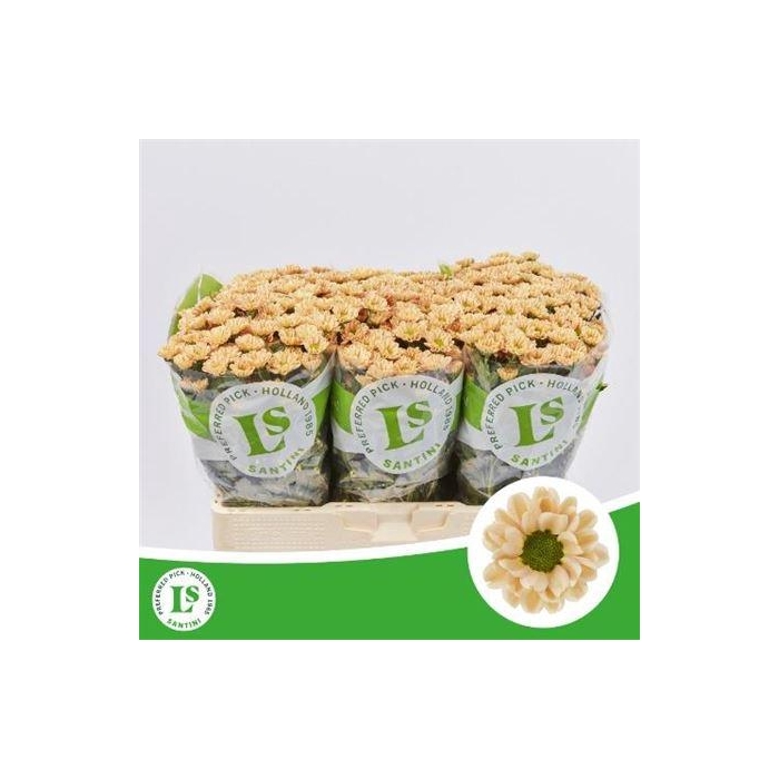 <h4>Chr S Rossi Salmon</h4>