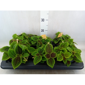 Pilea alumi