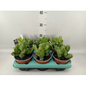 Euphorbia resinifera
