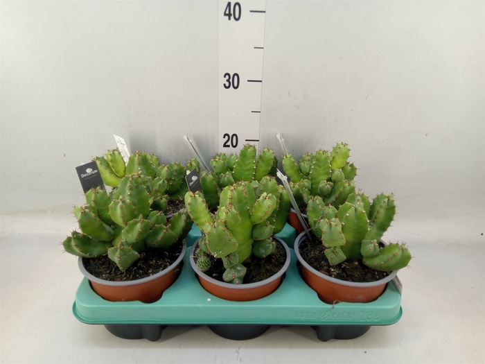 <h4>Euphorbia resinifera</h4>