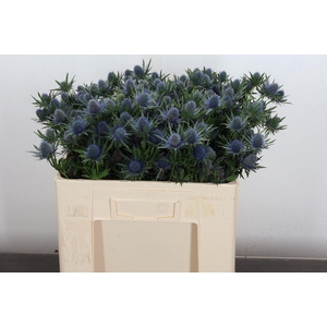 Eryn Aquarius Qstar 50cm