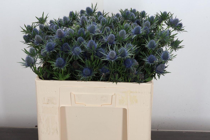 <h4>Eryn Aquarius Qstar 50cm</h4>