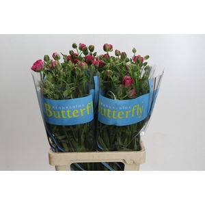 Ranunculus Butterfly Jupiter