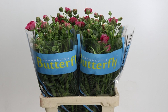 <h4>Ranunculus Butterfly Jupiter</h4>