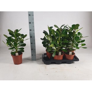CLU RO GREEN MAGI