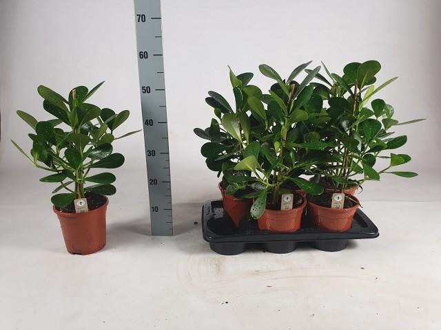 CLU RO GREEN MAGI