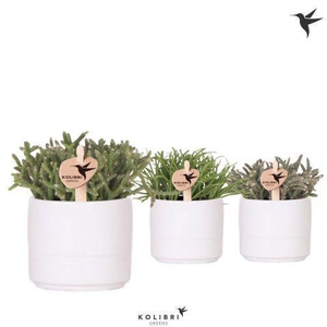 Kolibri Greens Rhipsalis mix in Pastel pot white