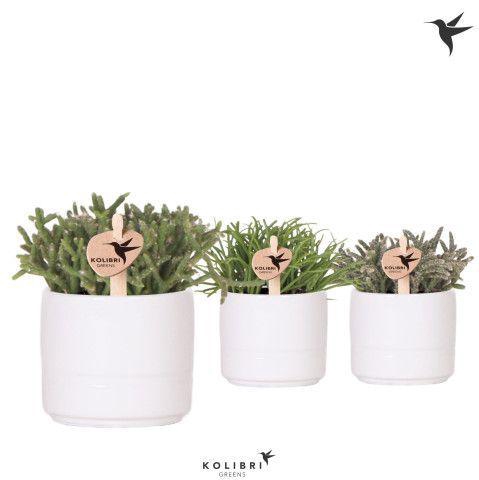 <h4>Kolibri Greens Rhipsalis mix in Pastel pot white</h4>