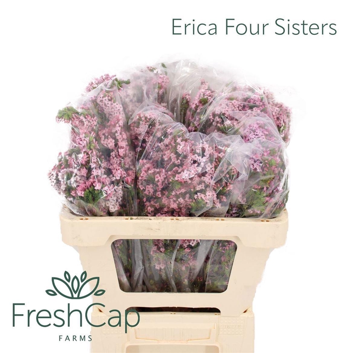 <h4>ERICA FASTIGIATA</h4>
