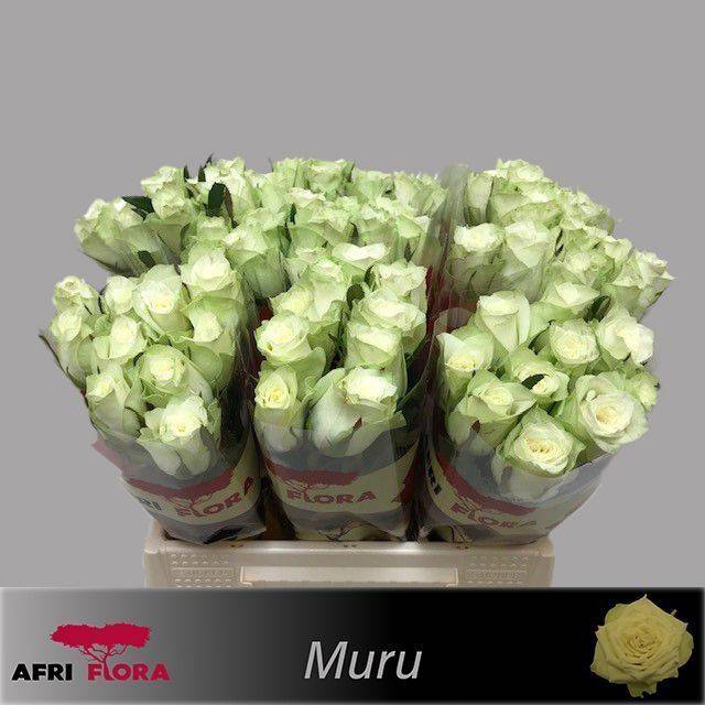 <h4>R GR MURU</h4>