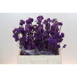 Callicarpa Bodinieri Profusion