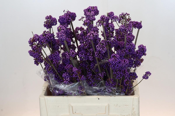 <h4>Callicarpa Bodinieri Profusion</h4>