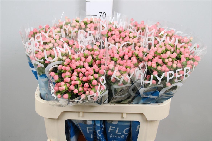 <h4>Hyp Coco Casino</h4>