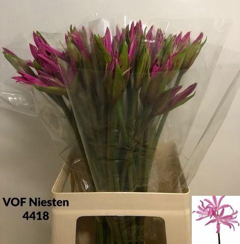 <h4>AMA BD ANASTASIA</h4>