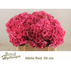 HYDR M SIBILLA RD