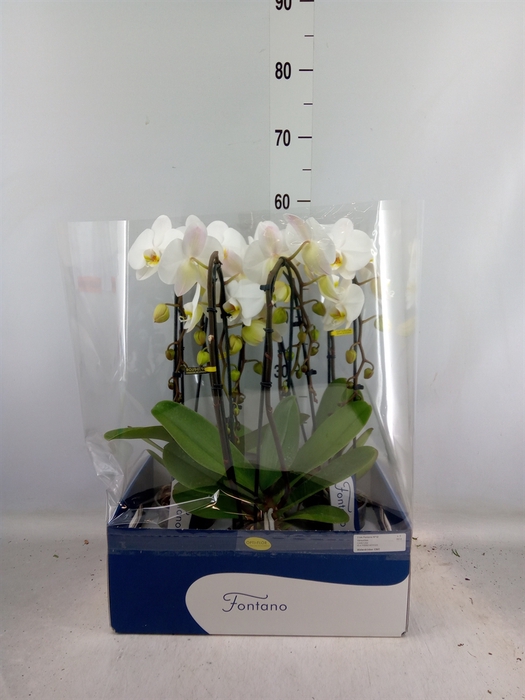 <h4>Phalaenopsis   ...white</h4>