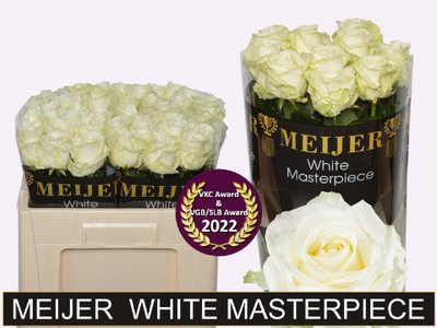 <h4>Rosa la avalanche+ Meijer White Masterpiece</h4>