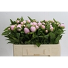 Paeonia (Herb. Hybrid Grp) 'Pink Vanguard'