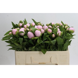 Paeonia (Herb. Hybrid Grp) 'Pink Vanguard'