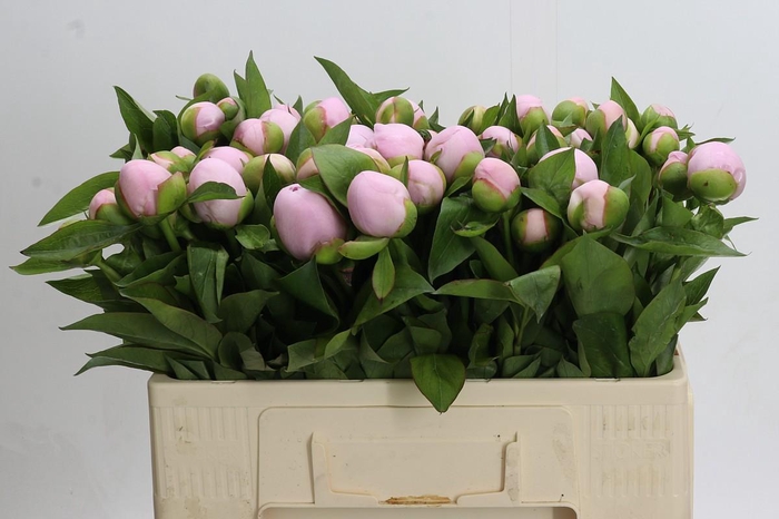 Paeonia Pink Vanguard