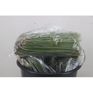 Dennen Needles Green P Bag